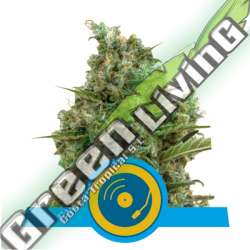 5 UND FEM - JOANNE'S CBD ROYAL QUEEN 5 UND FEMINIZADA
