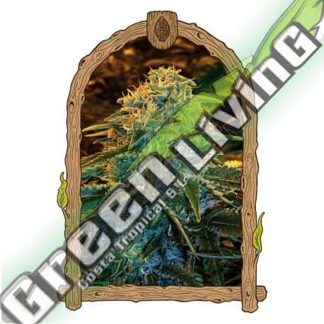 3 UND FEM - Z&Z EXOTIC SEED FEMINIZADA 3 UND