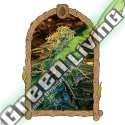 3 UND FEM - Z&Z EXOTIC SEED FEMINIZADA 3 UND