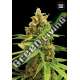 10 UND FEM - WINNING CAKE BULK SEED 10 UND FEM