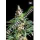 10 UND FEM - ZKITTLY ZI ZI BULK SEED 10 UND FEM
