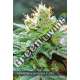 5 UND FEM - AMNESIA X BUDDHA KUSH VISION SEEDS 5 UND FEM