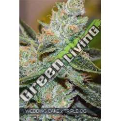 5 UND FEM - WEDDING CAKE X TRIPLE OG VISION SEEDS 5 UND FEM