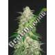 3 UND FEM - GELATO AUTO FASTBUDS SEEDS FEMINIZADA 3 UND