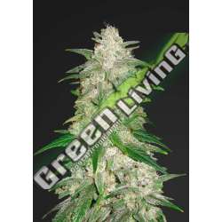 3 UND FEM - GELATO AUTO FASTBUDS SEEDS FEMINIZADA 3 UND