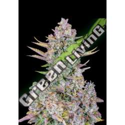 3 UND FEM - PURPLE PUNCH AUTO FASTBUDS SEEDS FEMINIZADA 3 UND