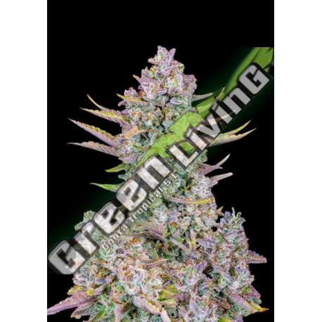 3 UND FEM - PURPLE PUNCH AUTO FASTBUDS SEEDS FEMINIZADA 3 UND