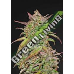 3 UND FEM - SMOOTHIE AUTO FASTBUDS SEEDS FEMINIZADA 3 UND