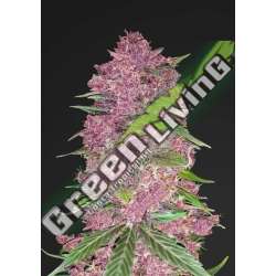 3 UND FEM - PURPLE LEMONADE FASTBUDS SEEDS FEMINIZADA 3 UND