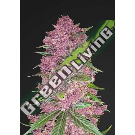 3 UND FEM - PURPLE LEMONADE FASTBUDS SEEDS FEMINIZADA 3 UND
