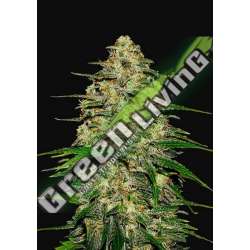 3 UND FEM - WEDDING CHEESECAKE AUTO FASTBUDS SEEDS FEMINIZADA 3 UND