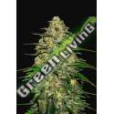 3 UND FEM - WEDDING CHEESECAKE AUTO FASTBUDS SEEDS FEMINIZADA 3 UND