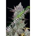 3 UND FEM - GORILLA COOKIES AUTO FASTBUDS SEEDS FEMINIZADA 3 UND