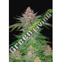 3 UND FEM - STRAWBERRY PIE AUTO FASTBUDS SEEDS FEMINIZADA 3 UND