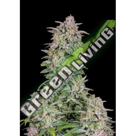 3 UND FEM - FORBIDDEN RUNTZ AUTO FASTBUDS SEEDS FEMINIZADA 3 UND