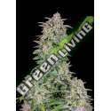 3 UND FEM - FORBIDDEN RUNTZ AUTO FASTBUDS SEEDS FEMINIZADA 3 UND