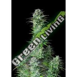 3 UND FEM - KOSHER CAKE AUTO FASTBUDS SEEDS FEMINIZADA 3 UND