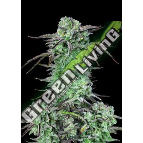 3 UND FEM - STRAWBERRY BANANA AUTO FASTBUDS SEEDS FEMINIZADA 3 UND