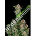3 UND FEM - AUTO BRUCE BANNER FASTBUDS SEEDS FEMINIZADA 3 UND