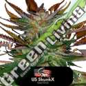 5 UND FEM - HEAVY BLUE CHEESE US SKUNKX SEEDS 5 UND FEMINIZADAS