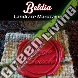 11 UND REG - BELDIA FRENCH TOUCH SEEDS REGULAR 11 UND