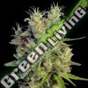 3 UND FEM - SUPER MALAWI HAZE ACE SEEDS 3 UND FEMINIZADAS