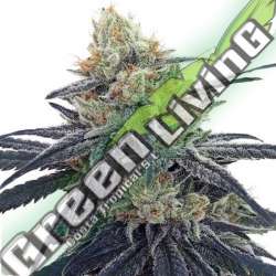 3 UND FEM - CBD 1 ACE SEEDS 3 UND FEMINIZADAS