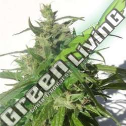 10 UND REG - GREEN HONDURAS HAZE ACE SEEDS 10 UND REGULARES