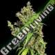 10 UND REG - PURPLE HONDURAS HAZE ACE SEEDS 10 UND REGULARES