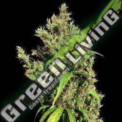 10 UND REG - PURPLE HONDURAS HAZE ACE SEEDS 10 UND REGULARES