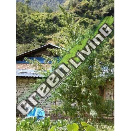 10 UND REG - NEPAL ANNAPURNA ACE SEEDS 10 UND REGULARES