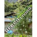 10 UND REG - NEPAL ANNAPURNA ACE SEEDS 10 UND REGULARES