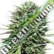 10 UND REG - MARRUECOS BELDIA KIF ACE SEEDS 10 UND REGULARES