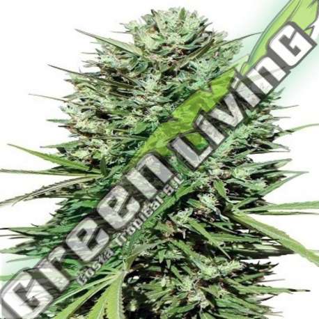 10 UND REG - MARRUECOS BELDIA KIF ACE SEEDS 10 UND REGULARES