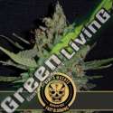 6 UND FEM - SANTA MUERTE FBV BLIMBURN SEEDS 6 UND FEMINIZADAS