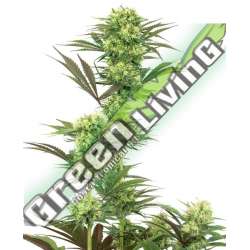 5 UND FEM - GUAVA JELLY SENSI WHITE LABEL 5 UND FEMINIZADAS