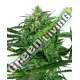 5 UND FEM - SENSI AMNESIA FEMINIZADA SENSI SEEDS FEMINIZADA 5 UND