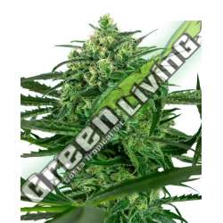 5 UND FEM - SENSI AMNESIA FEMINIZADA SENSI SEEDS FEMINIZADA 5 UND