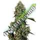 5 UND FEM - O.G KUSH FEMINIZADA SENSI WHITE LABEL 5 UND FEMINIZADAS