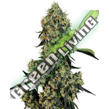 5 UND FEM - O.G KUSH FEMINIZADA SENSI WHITE LABEL 5 UND FEMINIZADAS