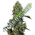 5 UND FEM - O.G KUSH FEMINIZADA SENSI WHITE LABEL 5 UND FEMINIZADAS