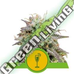 5 UND FEM - MIMOSA AUTO ROYAL QUEEN 5 UND FEMINIZADAS