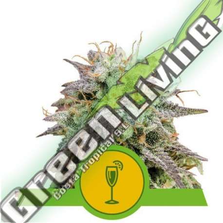 5 UND FEM - MIMOSA AUTO ROYAL QUEEN 5 UND FEMINIZADAS