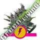 5 UND FEM - NORTH THUNDERFUCK USA PREMIUM ROYAL QUEEN 5 UND FEMINIZADAS