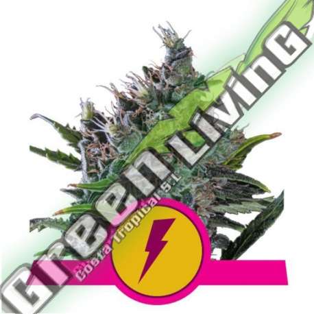 5 UND FEM - NORTH THUNDERFUCK USA PREMIUM ROYAL QUEEN 5 UND FEMINIZADAS