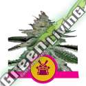 5 UND FEM - SHOGUN ROYAL QUEEN 5 UND FEMINIZADA