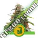 5 UND FEM - HULKBERRY AUTO ROYAL QUEEN 5 UND FEMINIZADA