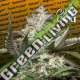 5 UND FEM - AUTO KONG 4 PARADISE SEEDS 5 UND FEMINIZADAS