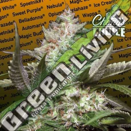 5 UND FEM - AUTO KONG 4 PARADISE SEEDS 5 UND FEMINIZADAS