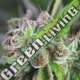 5 UND FEM - WATERMELON ZKITTLEZ PYRAMID SEEDS FEMINIZADA 5 UND